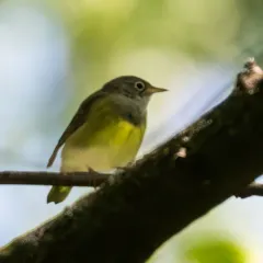 Connecticut Warbler thumbnail 3