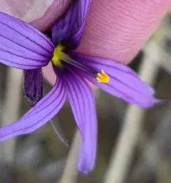 Hitchcock's Blue-eyed Grass thumbnail 4
