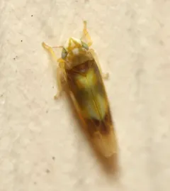 Erythridula fumida thumbnail 2
