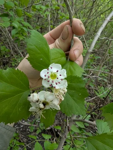 Large-flowered Cockspurthorn