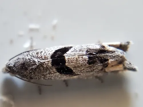 Sunflower Bud Moth
