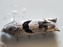 Sunflower Bud Moth thumbnail 1