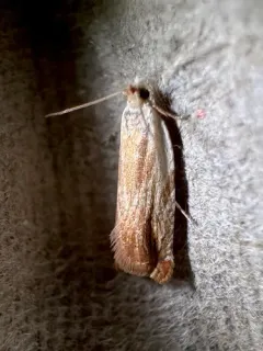 Sycamore Leaffolder Moth thumbnail 2