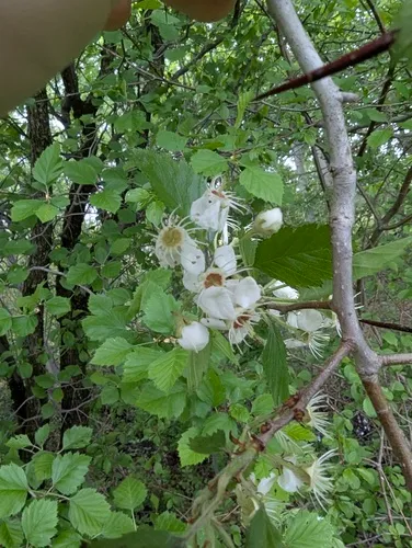 Canadian Hawthorn
