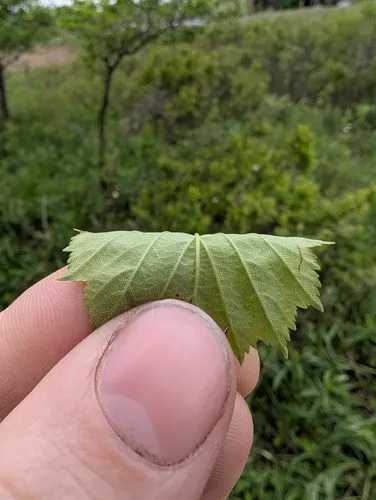 Caughnawaga hawthorn