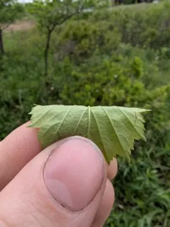 Caughnawaga hawthorn thumbnail 1