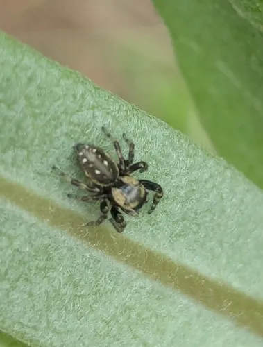 Pelegrina balia