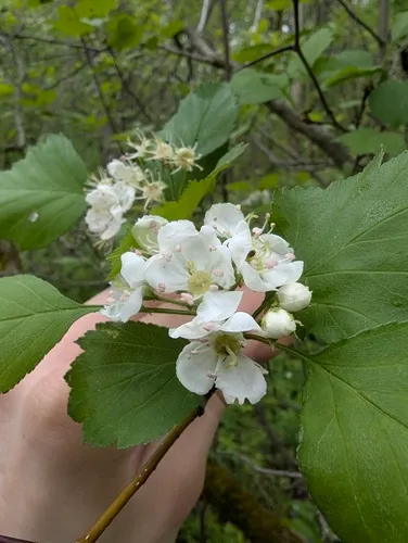 Brunet's Hawthorn