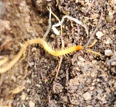 Common Schendyla thumbnail 4