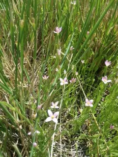 tall centaury thumbnail 4