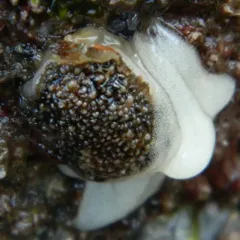 barnacle-eating dorid thumbnail 2