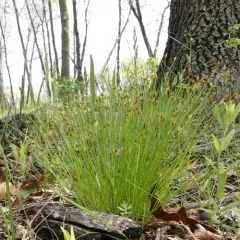 Clinton's Bulrush thumbnail 4