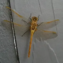 Saffron-winged Meadowhawk thumbnail 3