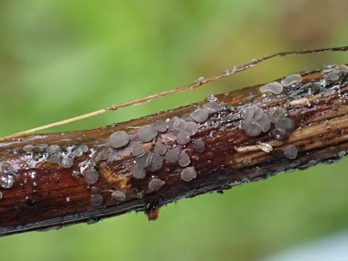 Pyrenopeziza atrata