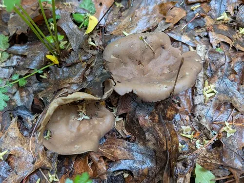 Helvella griseoalba