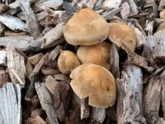 Agrocybe humosa thumbnail 4
