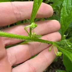 eastern green violet thumbnail 3