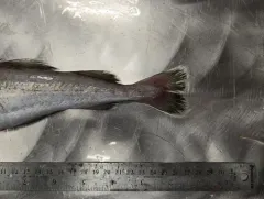 Greenland Cod thumbnail 2