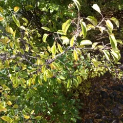 common buckthorn thumbnail 5