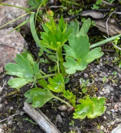 Eschscholtz's Buttercup thumbnail 3