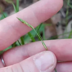 Dewey's sedge thumbnail 4