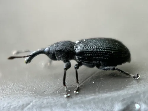 Magdalis gracilis