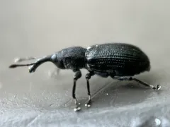 Magdalis gracilis thumbnail 1