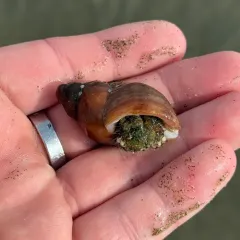 Greenmark Hermit Crab thumbnail 4