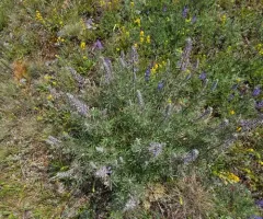 Sicklekeel Lupine thumbnail 2