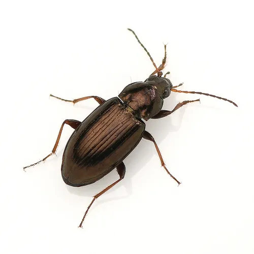Bembidion obliquulum