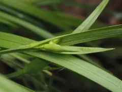 cordilleran sedge thumbnail 3