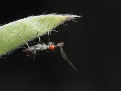 Malachius horni thumbnail 3
