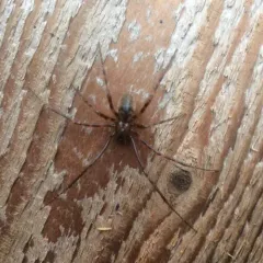 Pimoa altioculata thumbnail 3