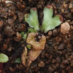 Fragrant Macewort thumbnail 3