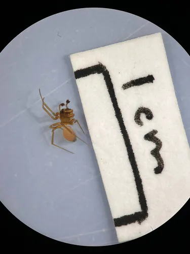 Black-tailed Ostearius