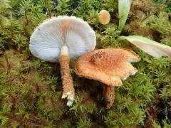 Leucopholiota lignicola thumbnail 4