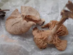 Clitopilopsis hirneola thumbnail 4