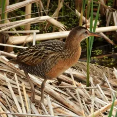 King Rail thumbnail 4