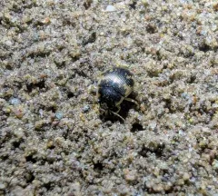 American Round Sand Beetle thumbnail 3