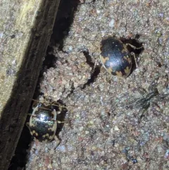 American Round Sand Beetle thumbnail 2