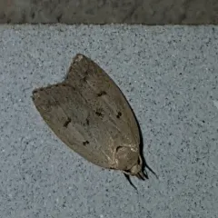 Gold-striped Leaftier Moth thumbnail 2