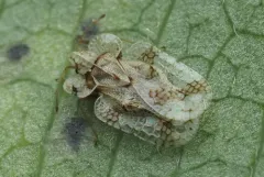 Corythucha salicata thumbnail 2