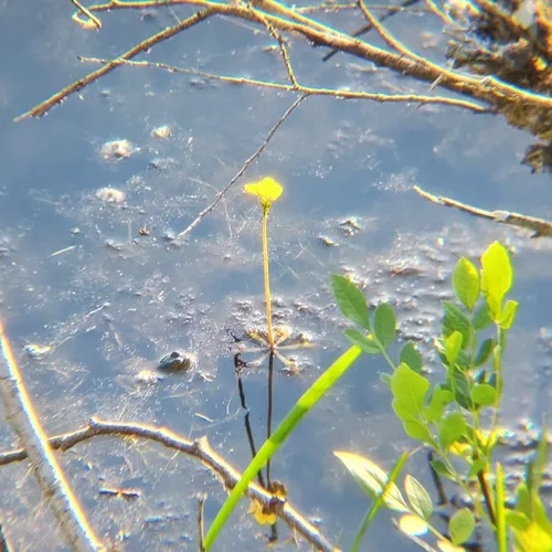 swollen bladderwort
