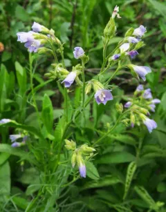 Washington polemonium thumbnail 4