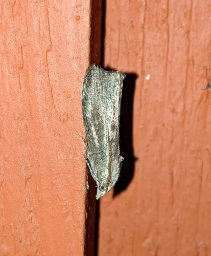 Greater Wax Moth