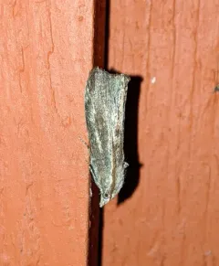 Greater Wax Moth thumbnail 1