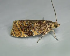 Astronomer Moth thumbnail 4