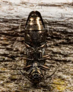 Native Ash Borer thumbnail 2