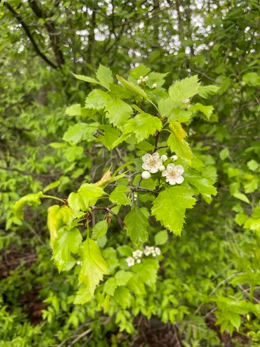 grove hawthorn
