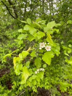 grove hawthorn thumbnail 1